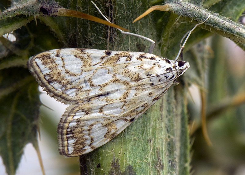 Elophila nympheata, Crambidae